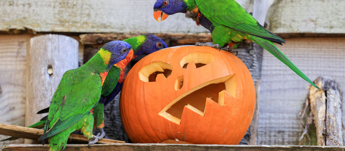 Tres coloridos loros sobre una calabaza de Halloween, son los únicos animales del zoo que, con empeño y paciencia, podrían llegar a decir «¿truco o trato?»