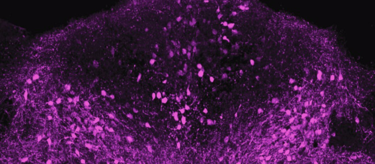 Las células cerebrales que expresan el neuropéptido ADCYAP1, marcado con proteína fluorescente