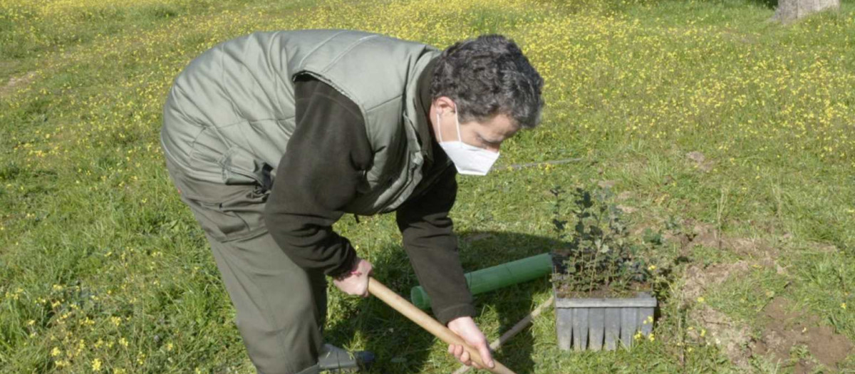 Trabajos de plantación de encinas en una dehesa de Los Pedroches