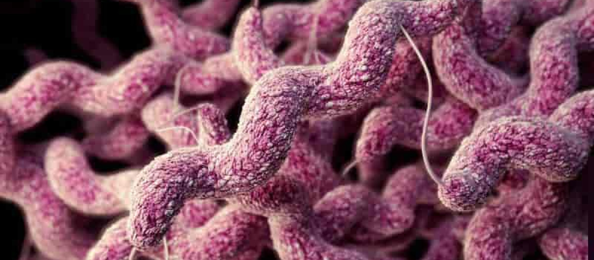 campylobacter