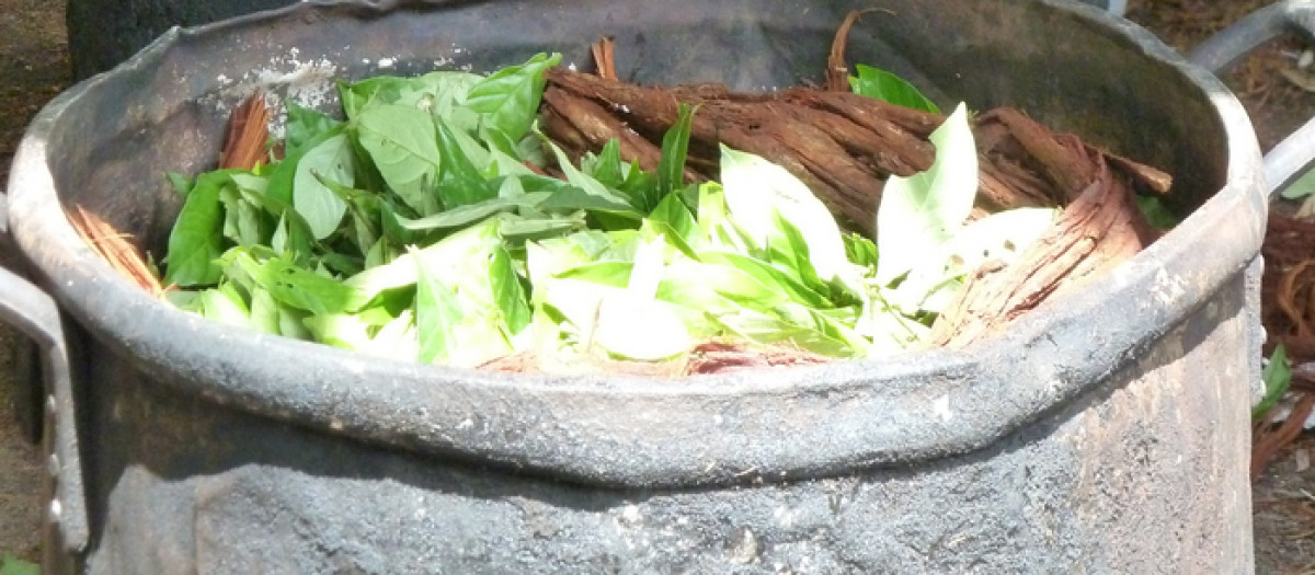 Preparación de ayahuasca