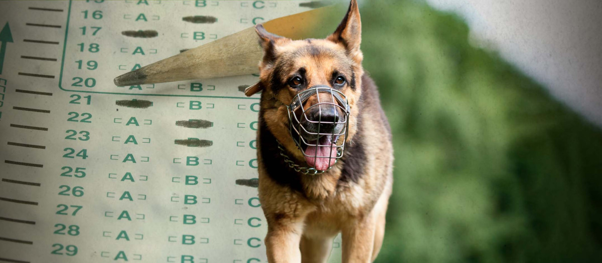 Cuando entre en vigor la ley, los perros no se clasificarán como animales 'potencialmente peligrosos', sino como perros 'de manejo especial'