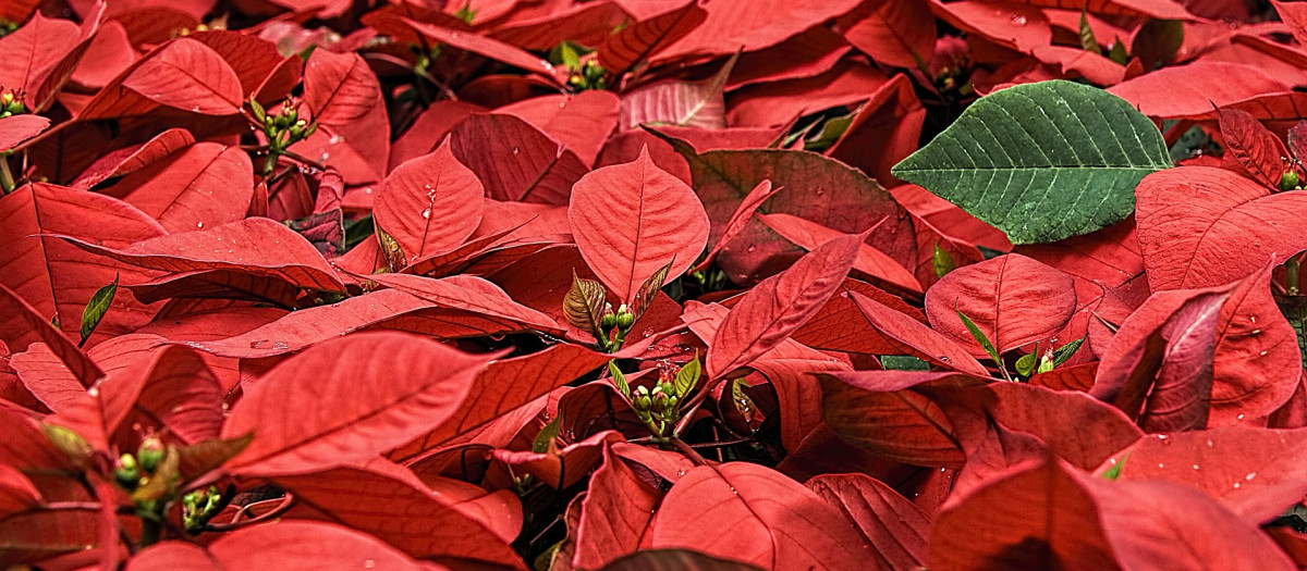 Flor de Pascua, la flor típica de la Navidad