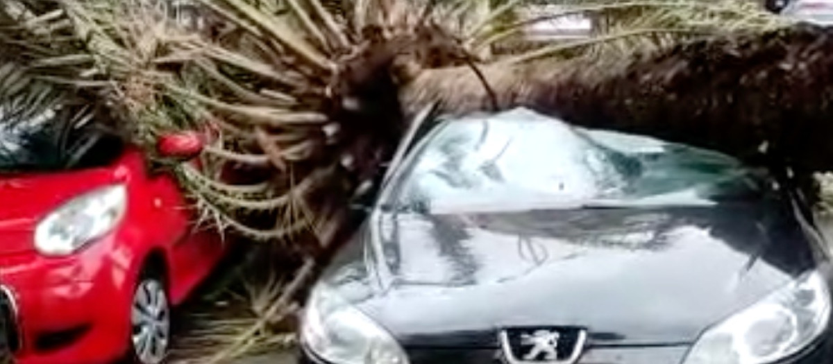 Palmera caída sobre unos vehículos