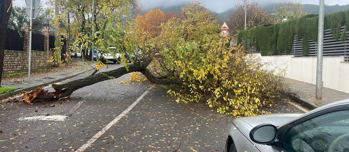 Árbol caído en la zona de El Patriarca