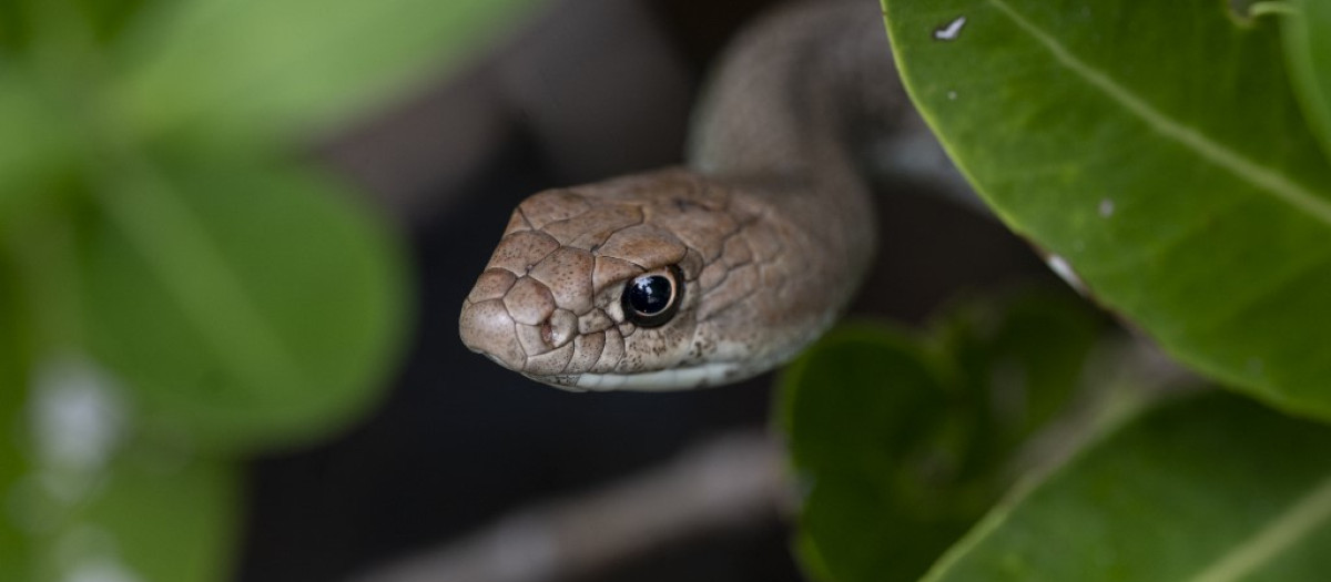 Una serpiente de Montpellier (Malpolon monspessulanus) se ve en un manglar en el Parque Nacional Laguna de La Restinga