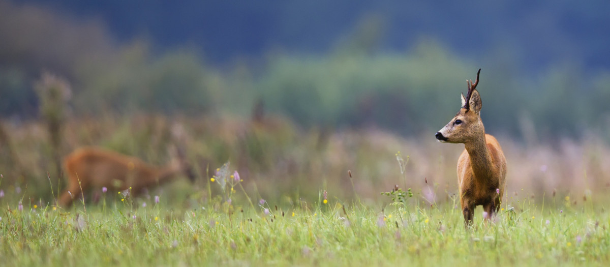 Los ciervos, corzos y otros animales están comenzando a contagiarse de la enfermedad