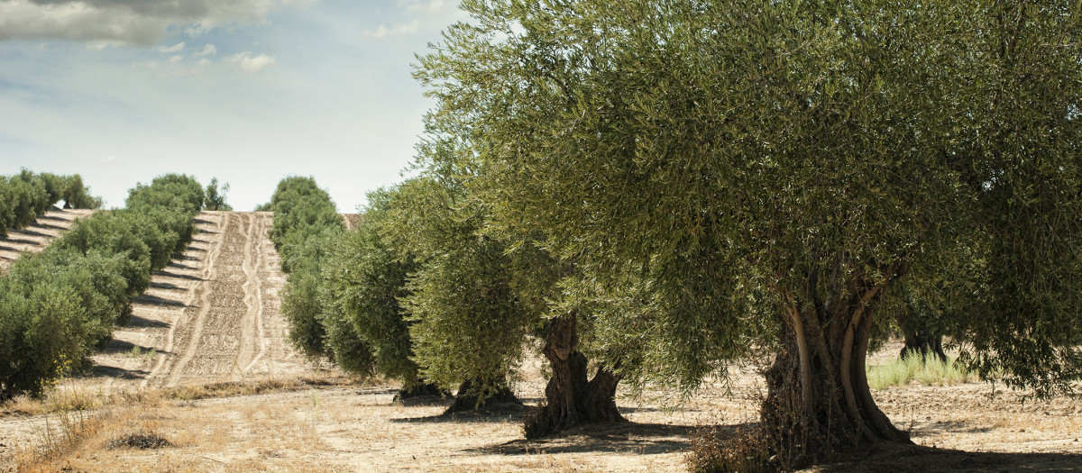 La DO Aceite de Lucena recibe el mayor montante en la línea del olivar, con 24.800 euros.
