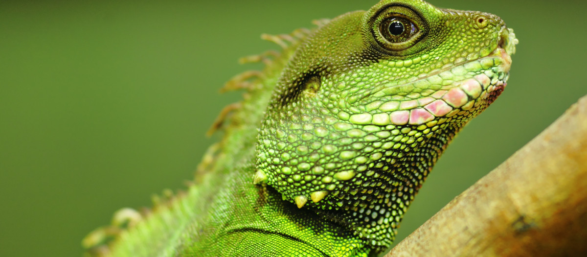 Una iguana verde