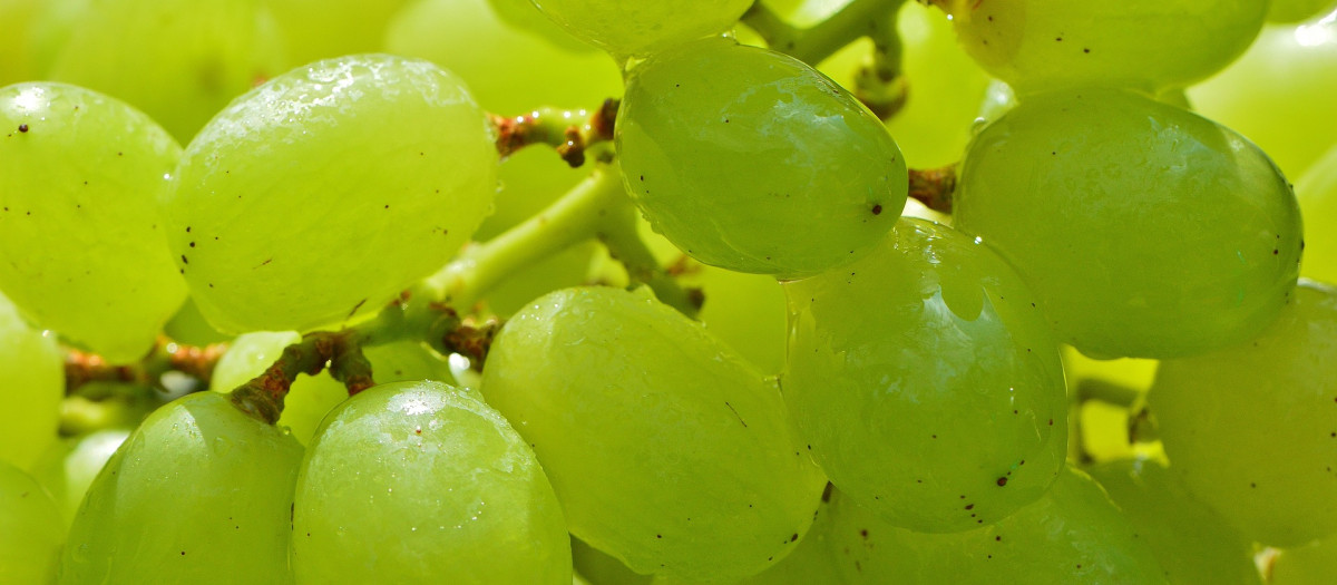 uvas
