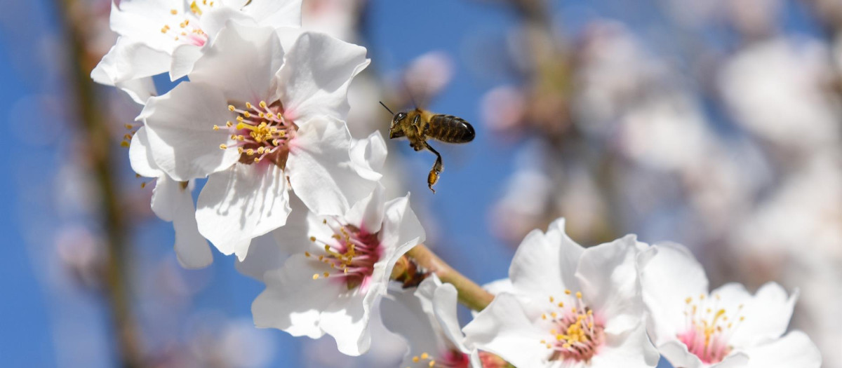 Una abeja en un almendro en flor en Garrovillas de Alconétar, en Cáceres, Extremadura