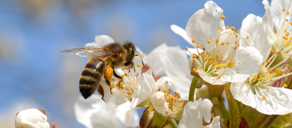 abejas