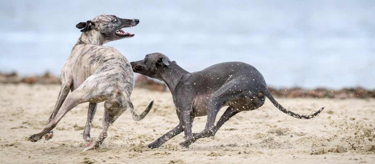 La vida del galgo está indiscutiblemente ligada a la caza