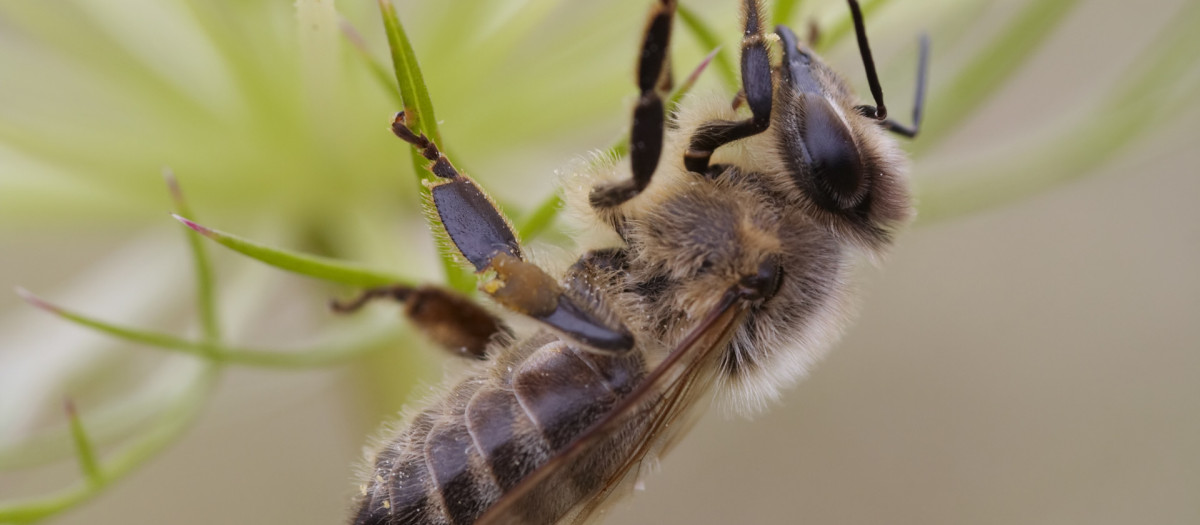 abejas