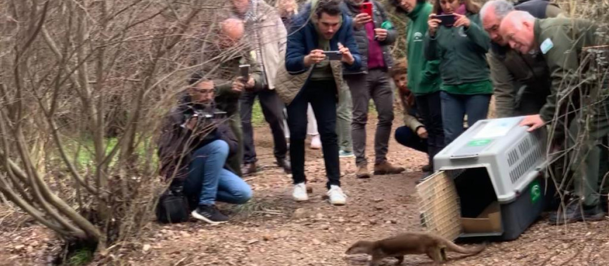 Puesta en libertad de la nutria