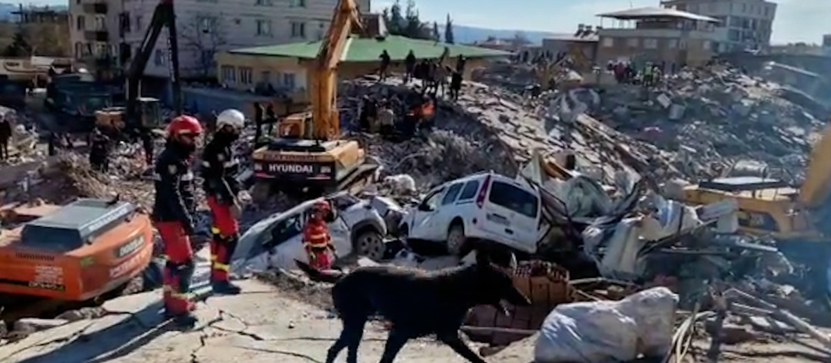 Imagen de los perros de la UME, en Turquía