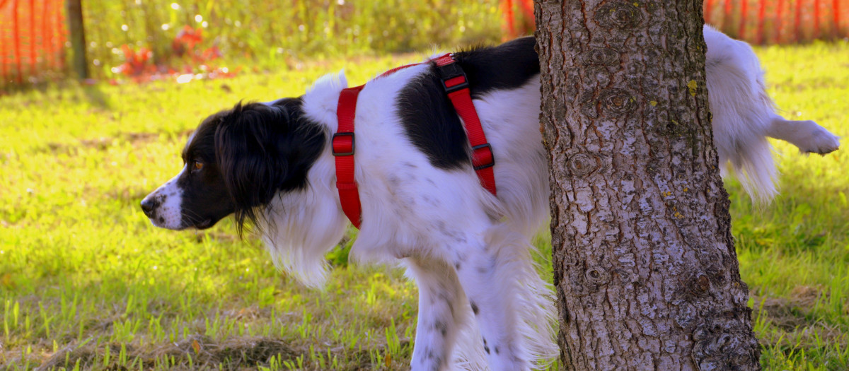 Un perro micciona en un árbol