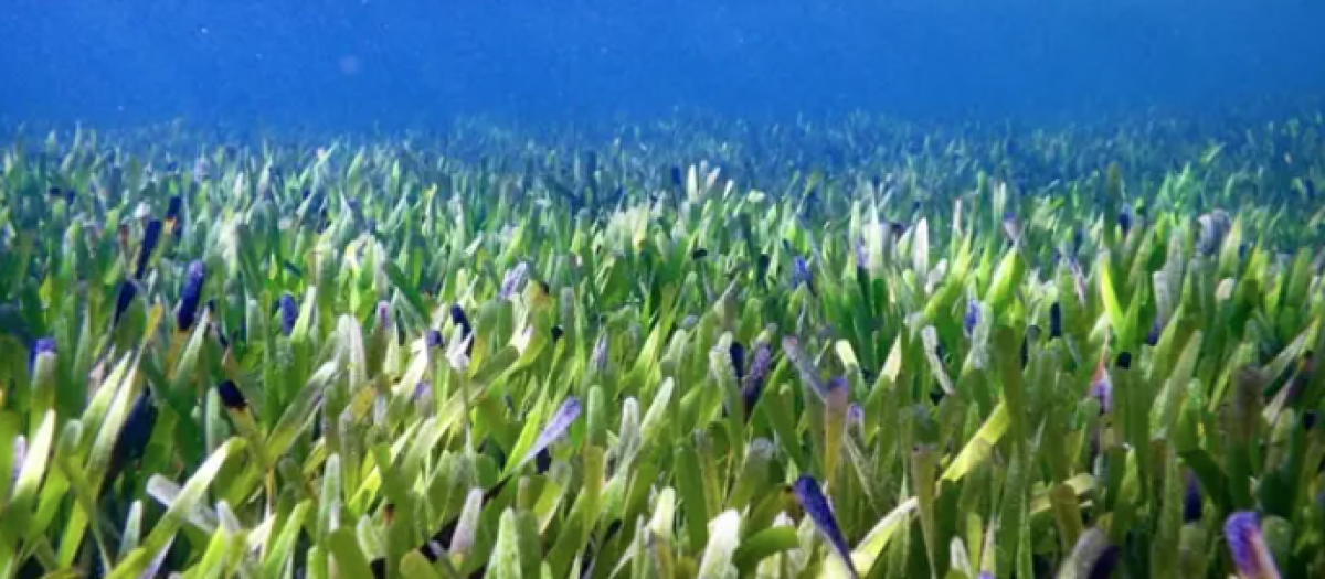 Hierba de cinta, Posidonia australis, pradera en Shark Bay, Australia Occidental