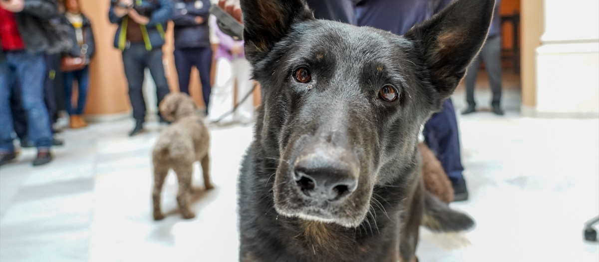 Uno de los perros que ha ido con los voluntarios de Bomberos de Sevilla en tareas de rescate por varias  zonas afectada por el terremoto de Turquía,  a 17 de febrero del 2023 en Sevilla (Andalucía). Los bomberos sevillanos, voluntarios que se han desplazado hasta la zona de la catástrofe con sus perros Yetro, Dora, Fire y Leo, han participando desde el pasado 10 de febrero en las labores de rescate en la zonas más afectadas del terremoto que sacudió Turquía y que ha dejado tras de sí a miles de víctimas mortales