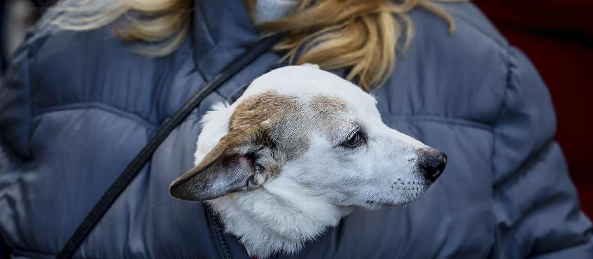 Una mujer asiste junto a su perro a la tradicional bendición y desfile de animales con motivo de la festividad de San Antonio Abad