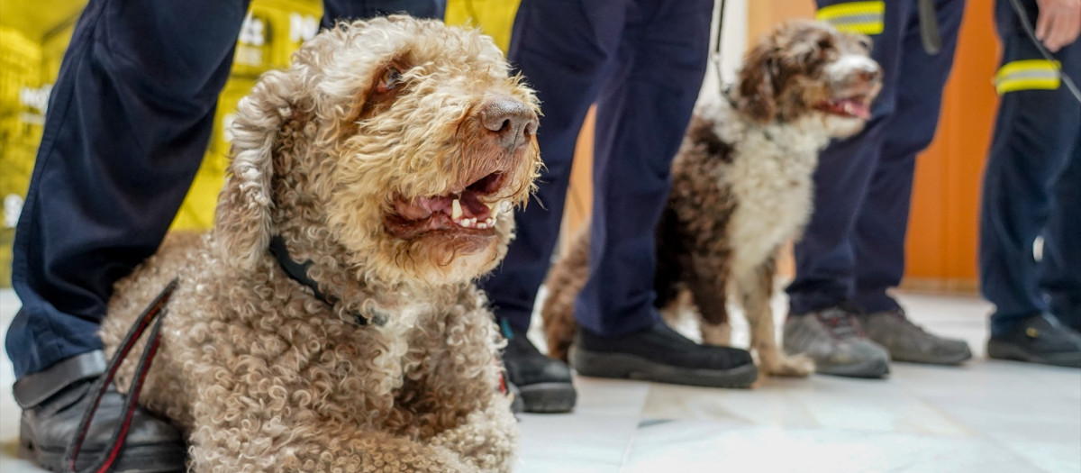 Uno de los perros que ha ido con los voluntarios de Bomberos de Sevilla en tareas de rescate por varias  zonas afectada por el terremoto de Turquía