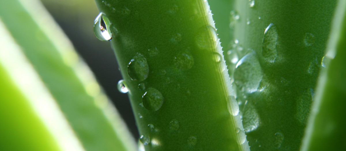 Planta de aloe vera