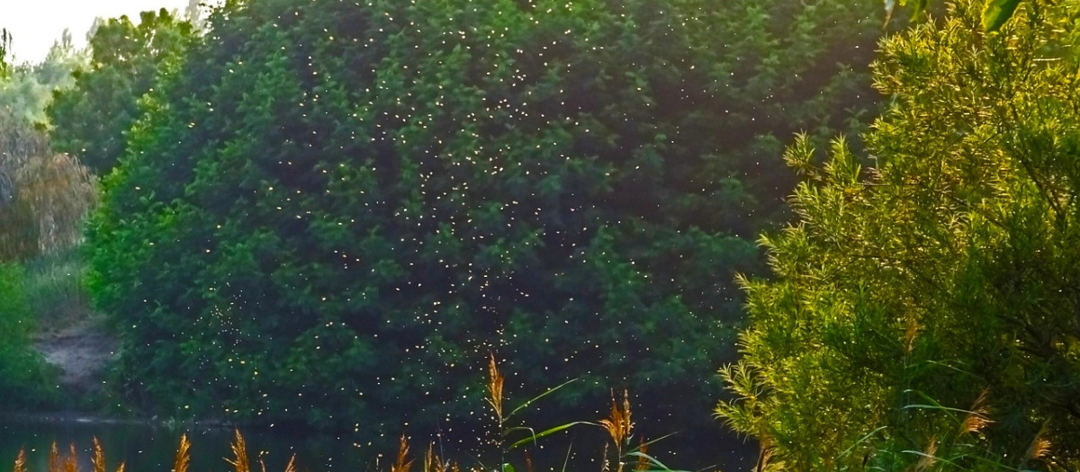 Un banco de mosquitos en el campo