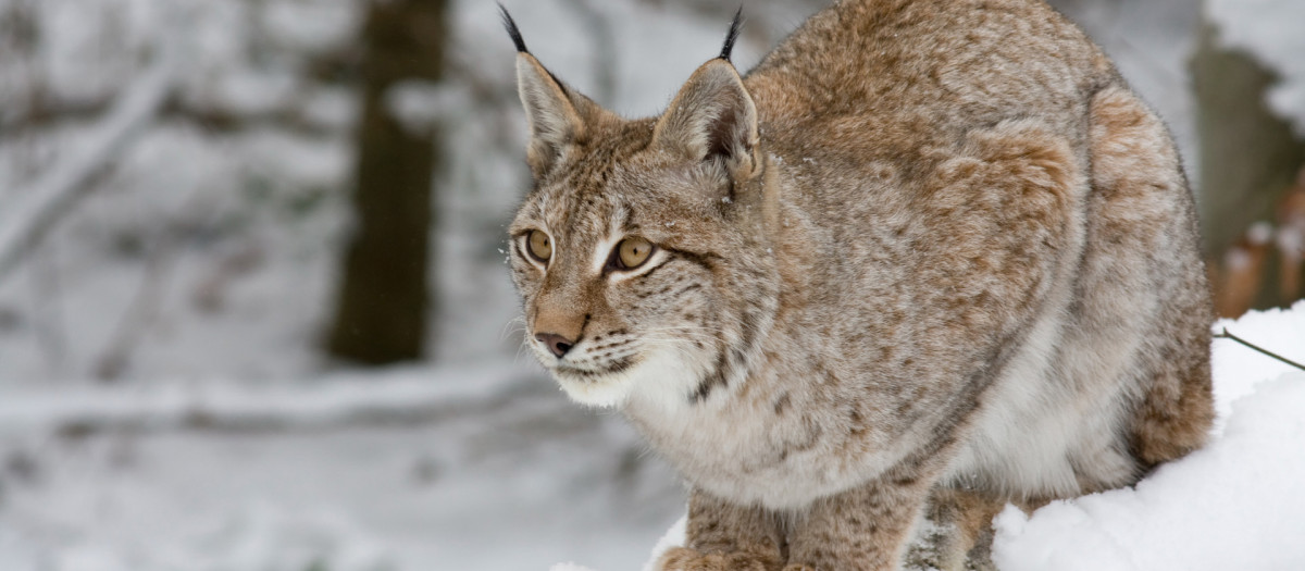 lince