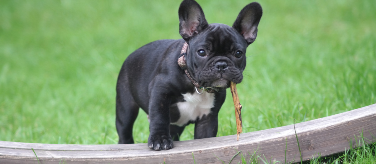 Cachorro de bulldog francés