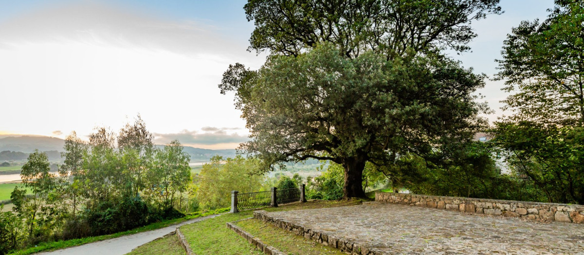 La encina de Colindres, en Cantabria
