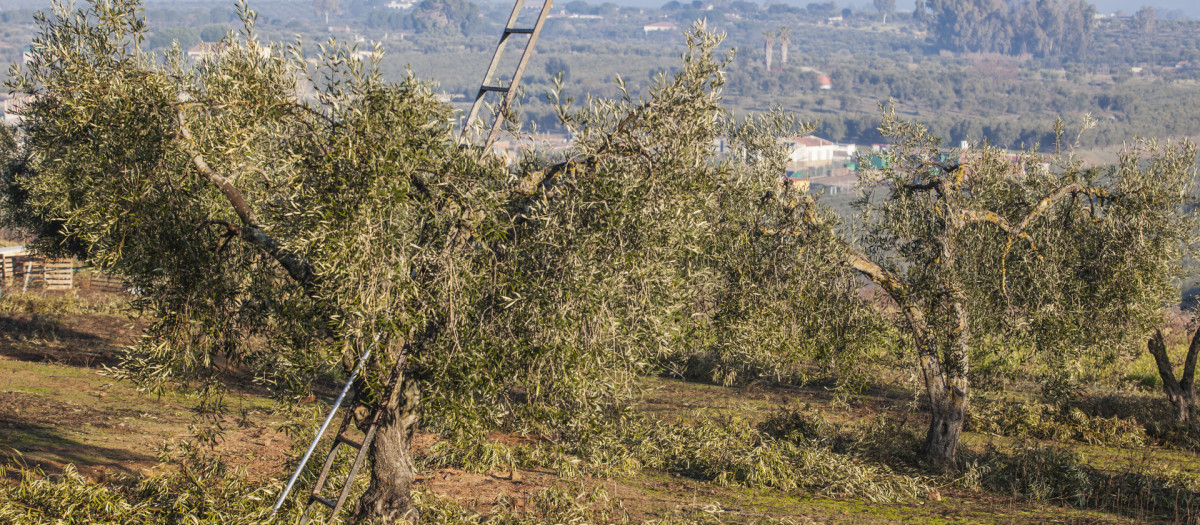 Olivar en Extremadura