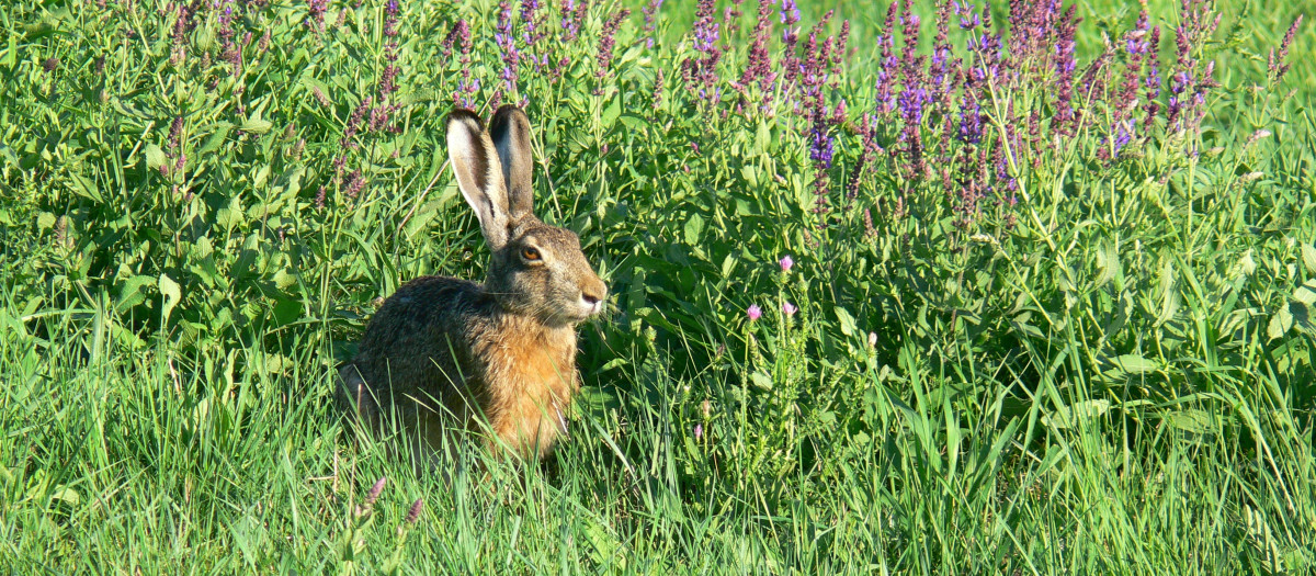 conejo