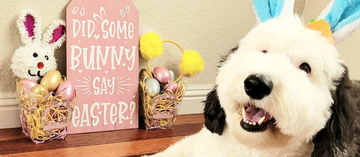 Bayley, el mini sheepadoodle que triunfa por su gran parecido a Snoopy