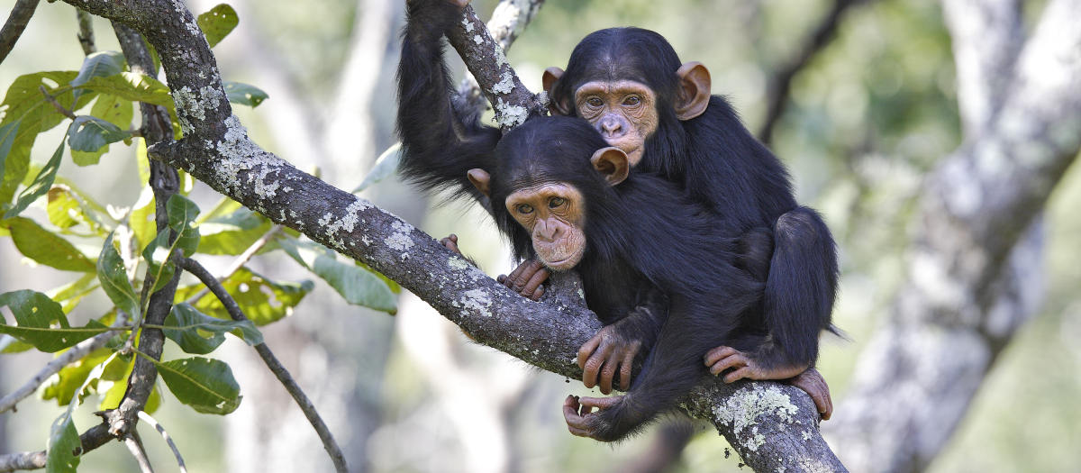 Dos primates sobre las ramas de un árbol