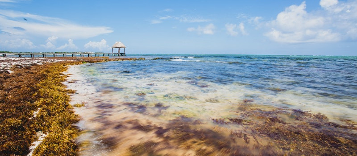 Una playa de Tulum (México) cubierta por el sargazo