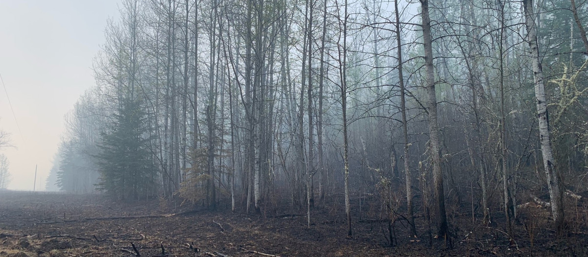 Terrenos quemados luego de los incendios en Shining Bank, Alberta, Canadá