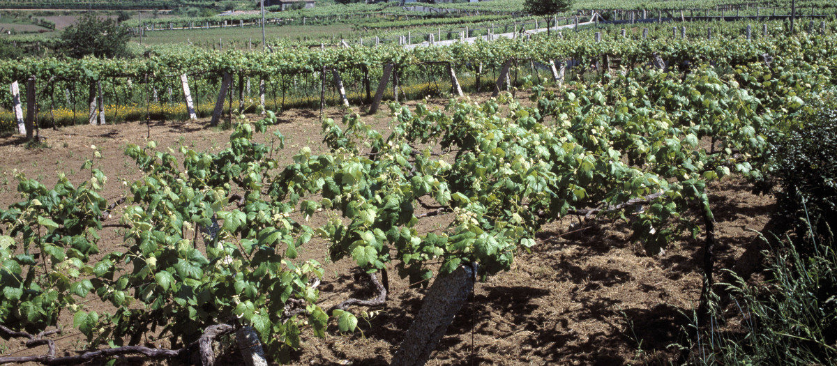 AGRICULTURA

VIÑEDOS EN GALICIA