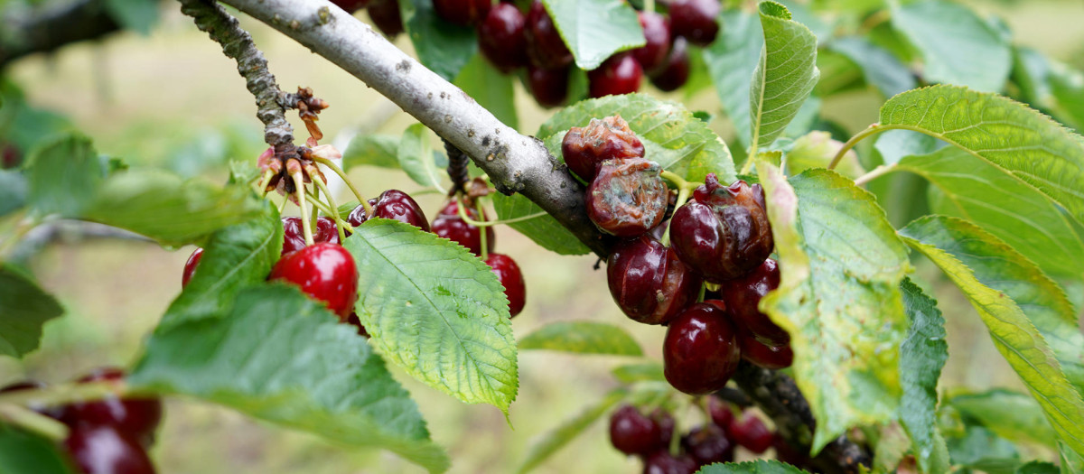 Vista del estado de las cerezas en la comarca cacereña del Valle del Jerte, que ha dicho prácticamente adiós a su campaña de recolección de cerezas, cuando tan solo se había recolectado el 20 % de la producción, debido a que el 80 % restante se ha visto afectado en gran medida por las lluvias caídas en los últimos días en el norte extremeño