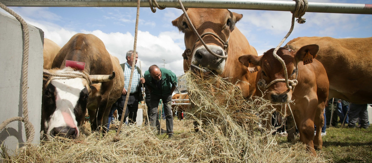 Una vaca come durante la tercera edición de la Feria en Defensa del Ganado de Montaña, a 13 de mayo de 2023, en Cervantes, Lugo, Galicia (España). La Feira en Defensa do Gandeiro da Montaña reúne este año a más de 60 ganaderos y 180 animales. Además de ganado vacuno, la cita incluirá caballos, cabras y ovejas, entre otros, así como puestos de pulpo y habrá exposición de maquinaria agrícola.
13 MAYO 2023;GANADERÍA;VACAS;ANIMALES;GANADEROS;
Carlos Castro / Europa Press
13/5/2023