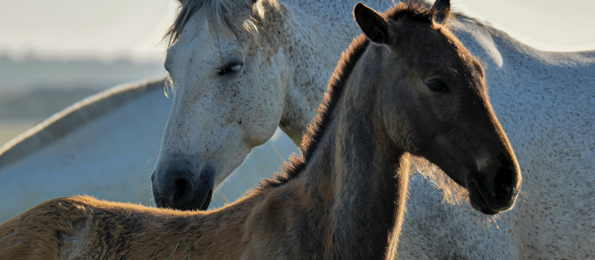 Fotograma de 'El caballo español, el origen'