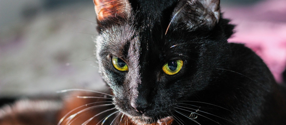 El número 13, al igual que los gatos negros o los espejos rotos, suelen asociarse con los malos augurios y la mala suerte