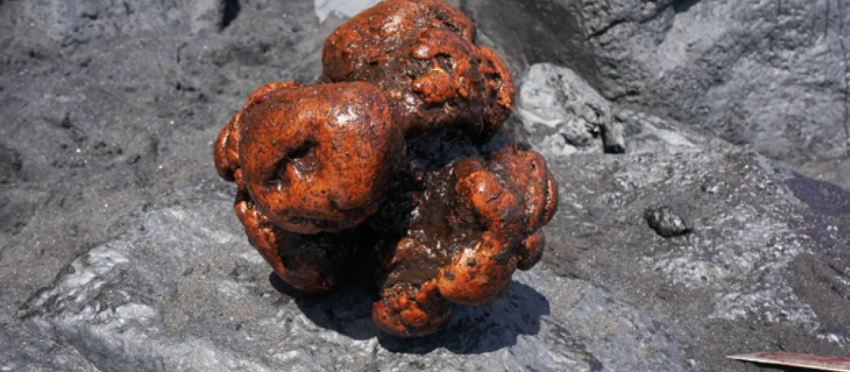 Piedra de ámbar gris encontrada en el interior del cachalote varado