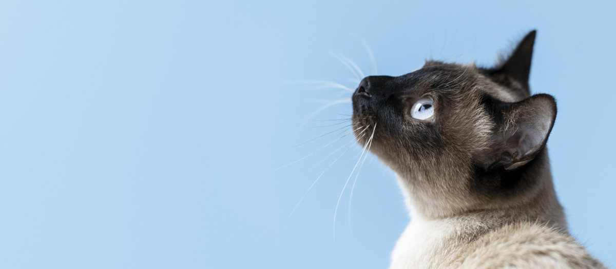 gato