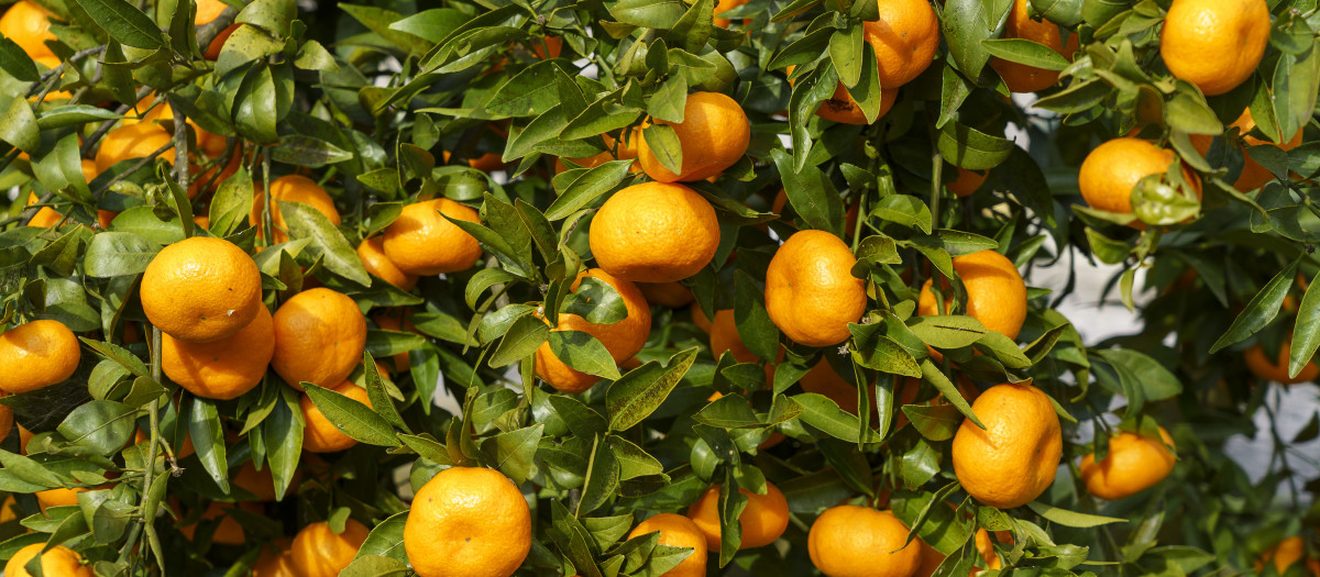 naranjas