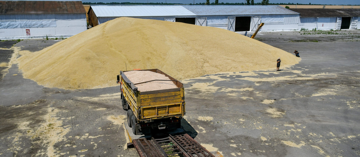 Producción de grano en Zaporiyia