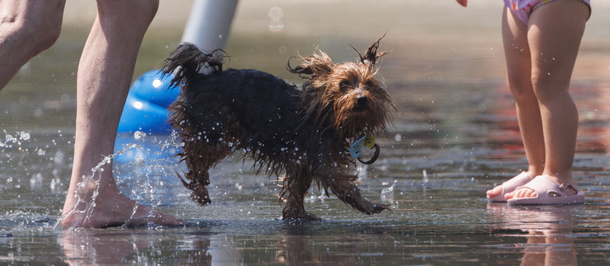 Un perro juego en el agua para refrescarse en Madrid Rio