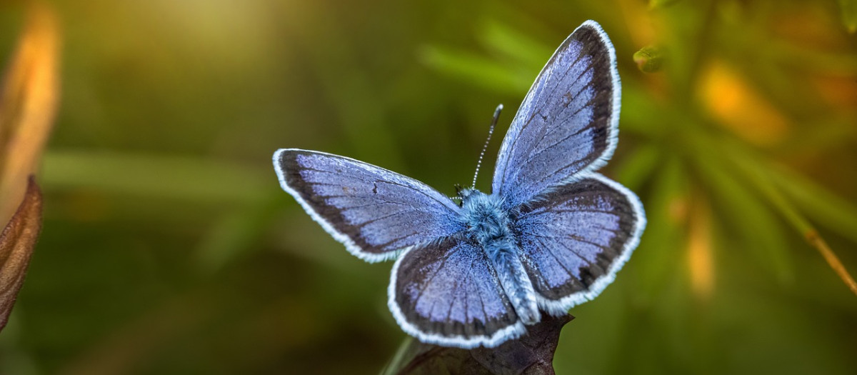 Mariposa Xerces Blue