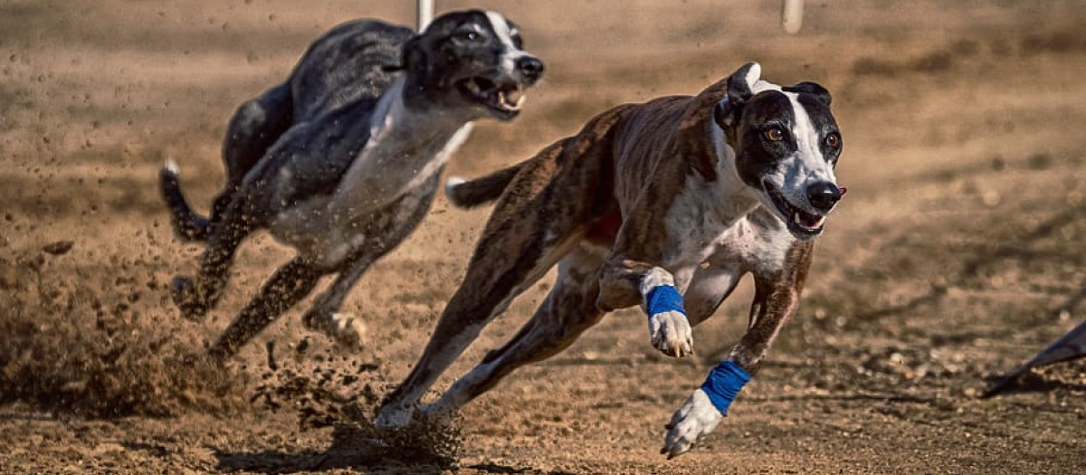 Carrera de galgos