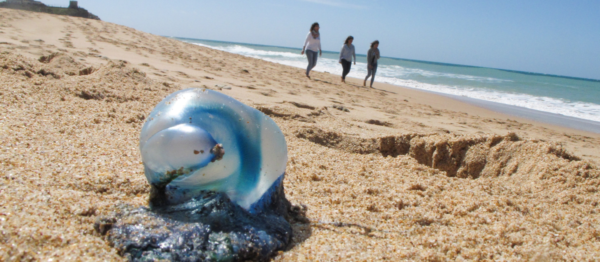 Una medusa en una playa de Cádiz