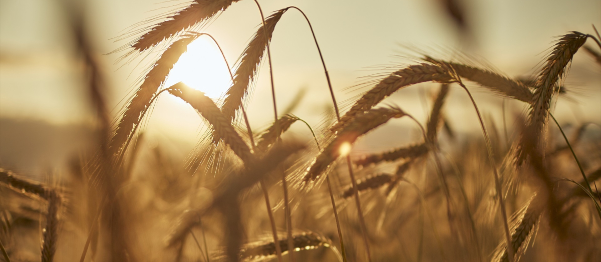 Un campo de forraje, a 29 de junio de 2023, en Xinzo de Limia, Orense